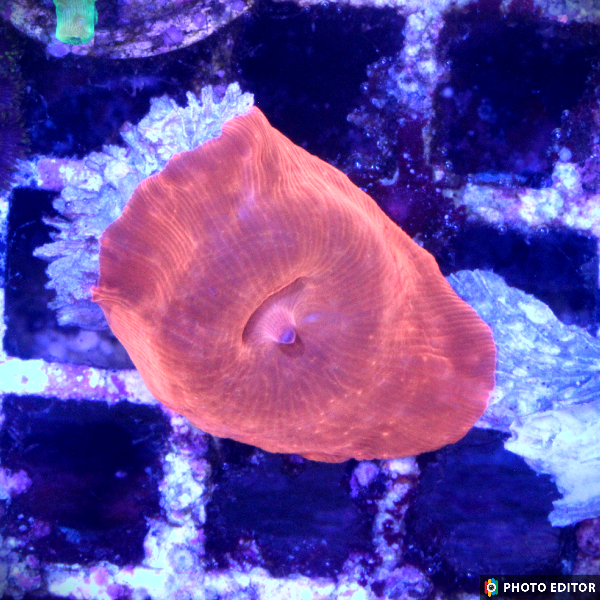 Iron Man Mushroom Quarter Size