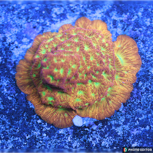 Jack-O-Lantern Leptoseris