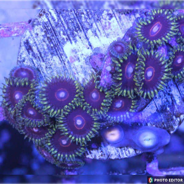 Jawbreaker Hornets 15+ Polyps