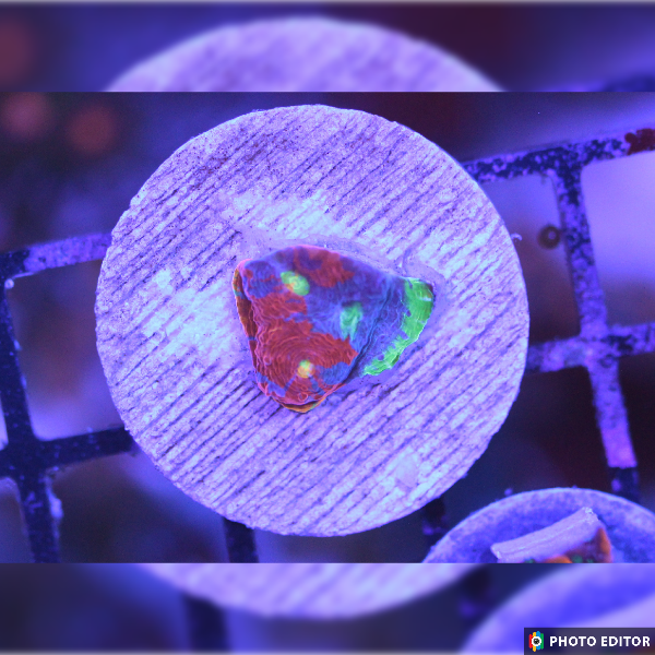 WYSIWYG Jelly Bean Chalice