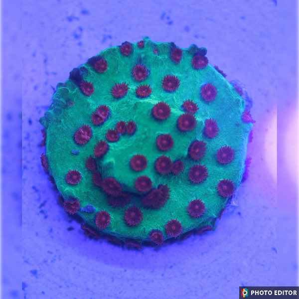 Jingle Bells Cyphastrea