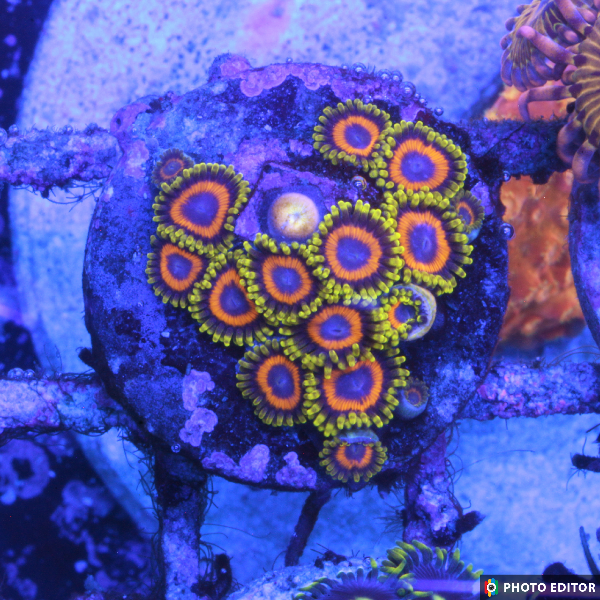 Jungle Juice 4 Polyps