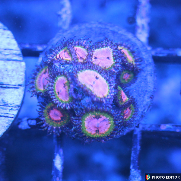 Kamikaze Kush (Designer)