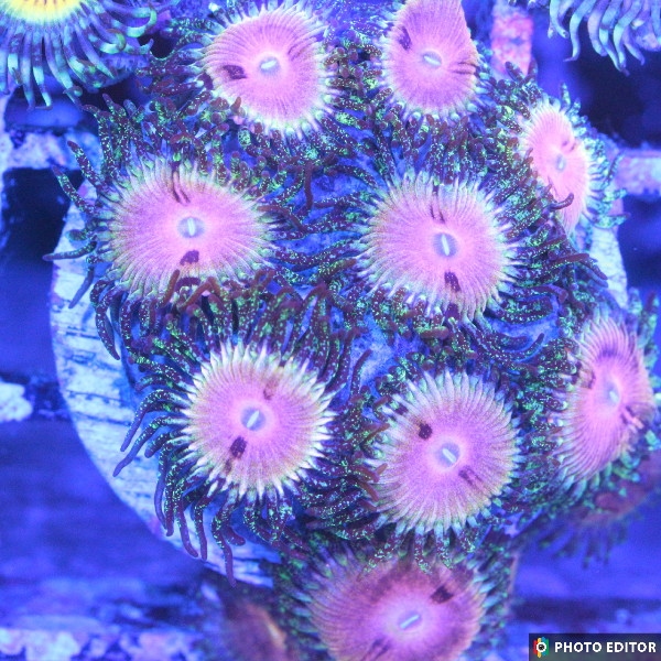 Kamikaze Kush 2 Polyps
