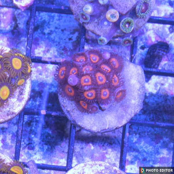 Kedds Red (Large Frag 8-10 Polyps)