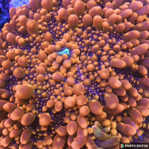 King Kong Bounce Yuma Mushroom coral neon orange bubble texture

Designer rare King Kong mushroom coral single polyp close-up

King Kong Yuma mushroom coral vivid orange bounce mushroom

High-end King Kong mushroom coral frag

King Kong Bounce Yuma mushroom coral glowing orange soft coral