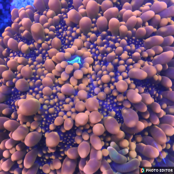 King Kong Bounce Yuma Mushroom coral neon orange bubble texture

Designer rare King Kong mushroom coral single polyp close-up

King Kong Yuma mushroom coral vivid orange bounce mushroom

High-end King Kong mushroom coral frag

King Kong Bounce Yuma mushroom coral glowing orange soft coral