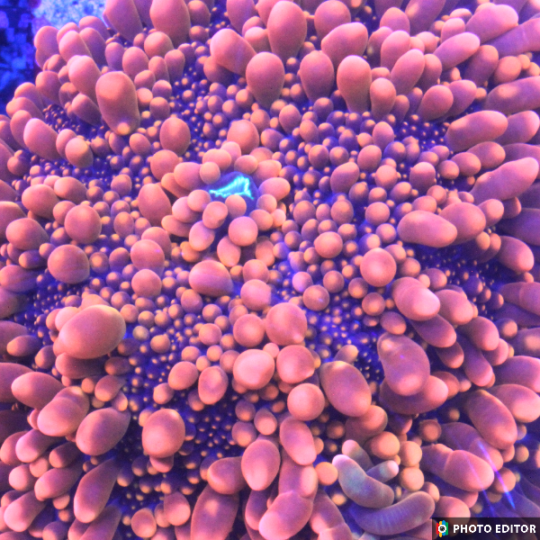 King Kong Bounce Yuma Mushroom coral neon orange bubble texture

Designer rare King Kong mushroom coral single polyp close-up

King Kong Yuma mushroom coral vivid orange bounce mushroom

High-end King Kong mushroom coral frag

King Kong Bounce Yuma mushroom coral glowing orange soft coral