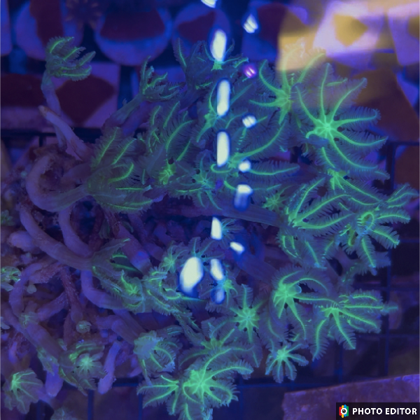 Kryptonite Clove Polyps