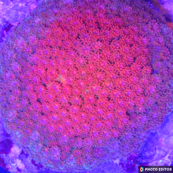 Laffy Taffy Short Polyp Goniopora