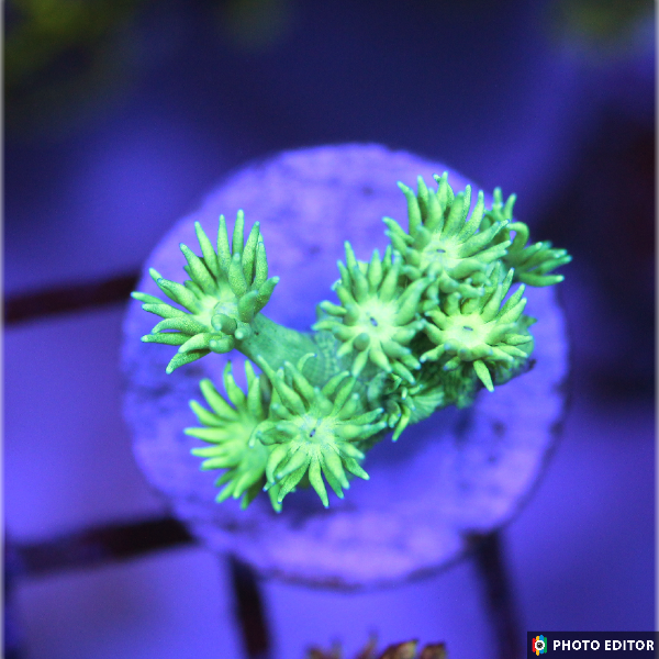 Lemon Ballz Goniopora