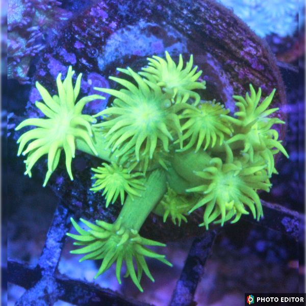 Lemon Ballz Goniopora