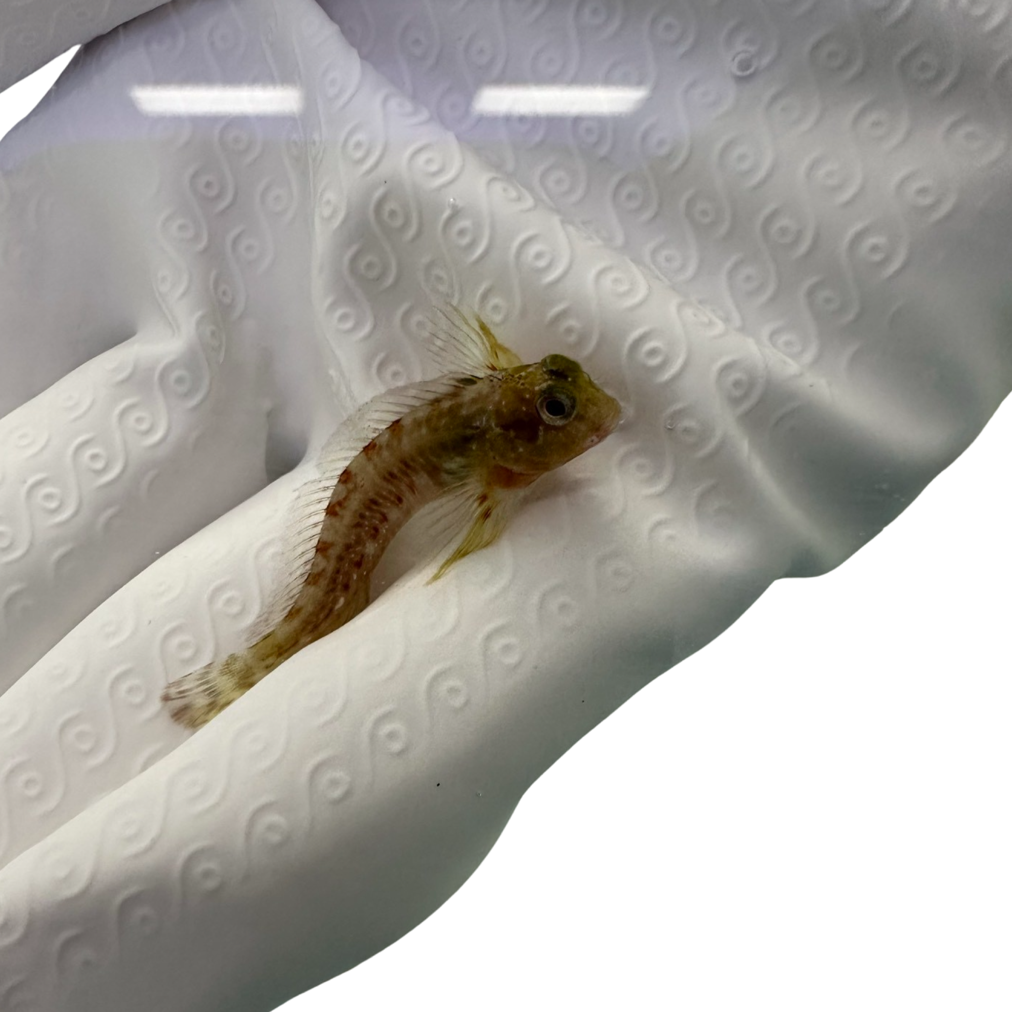 Molly Miller Blenny (Scartella cristata) Captive Bred