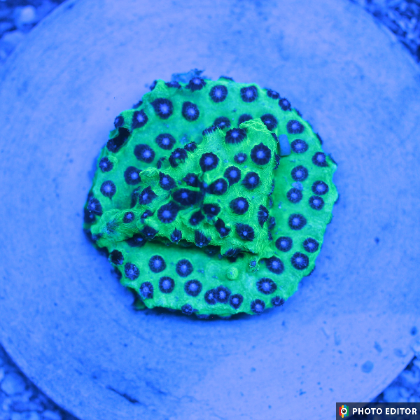 Master PPE Cyphastrea