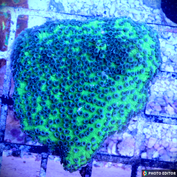 Melonberry Montipora