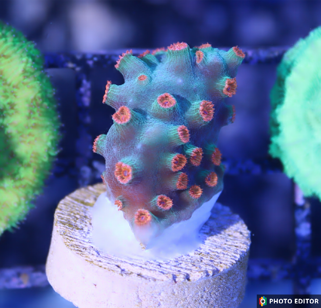 Meteor Shower Cyphastrea XL