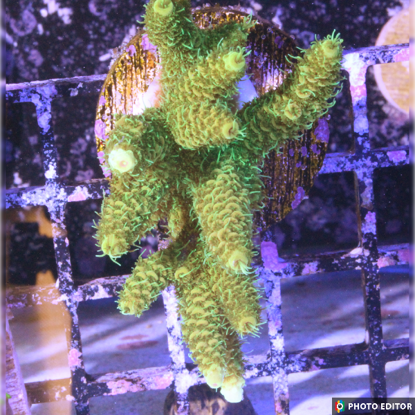 Sunset Millepora 1.5" (M1) (Copy)