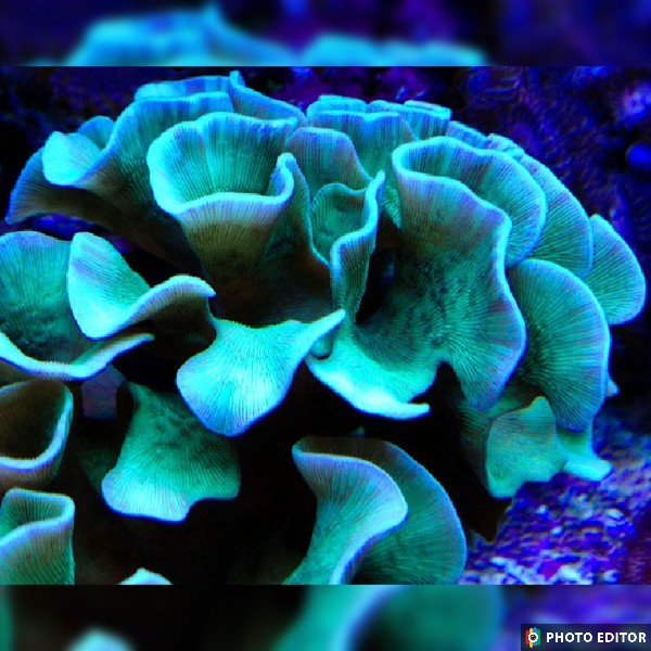 Minty Green Scroll Pavona
