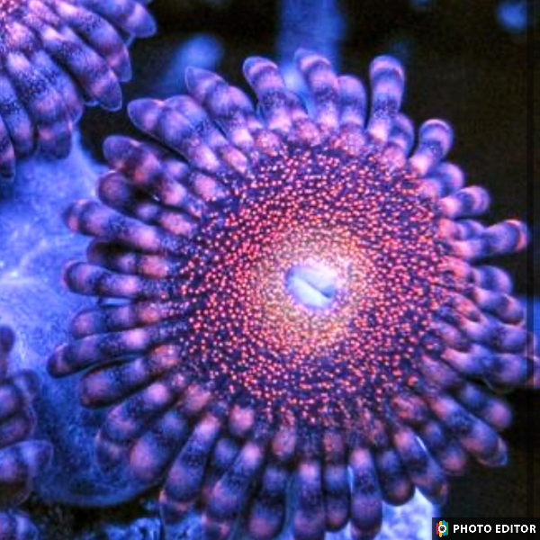 Mohawk Palys 4 Polyps