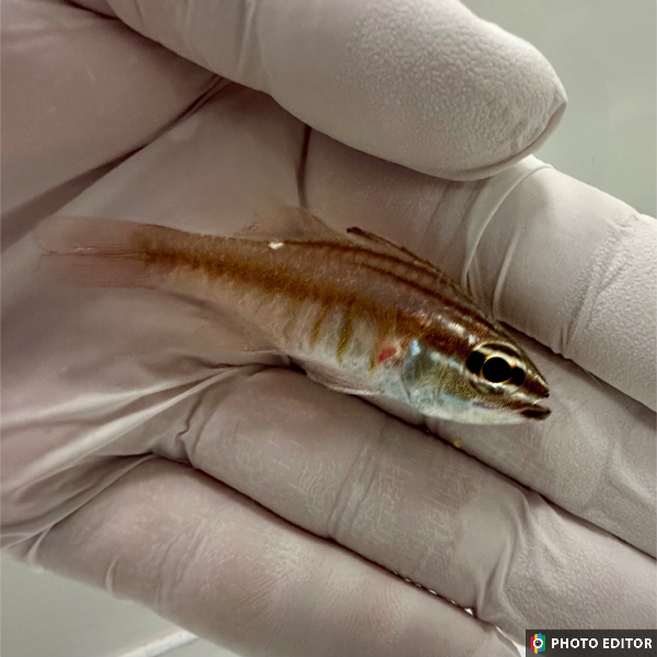 Fully QT Moluccan Cardinal (lysmata Amboinensis) 2.5”