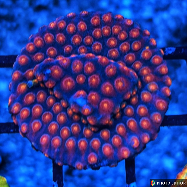 Monet Madness Rainbow Cyphastrea