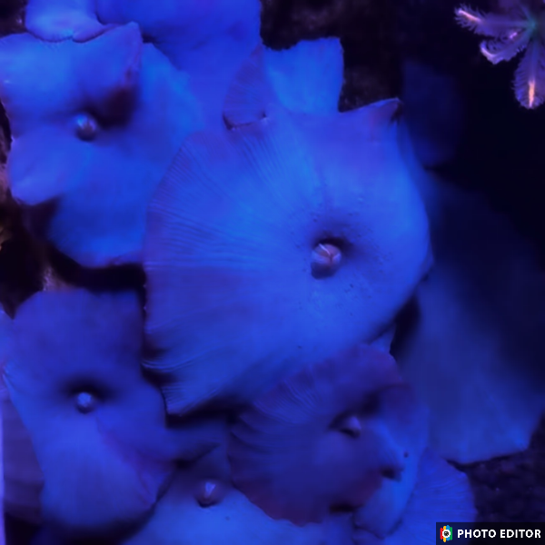 TSM True Blue Mushroom Quarter Size