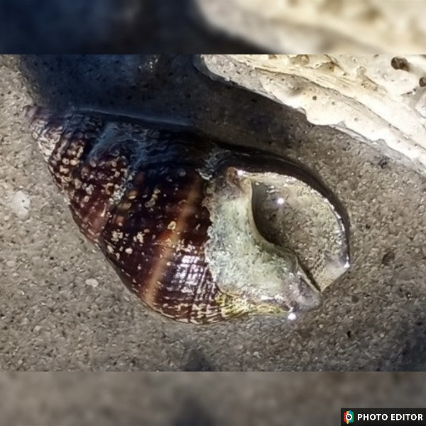 Small Nassarius Snail Pack - 5 Snails