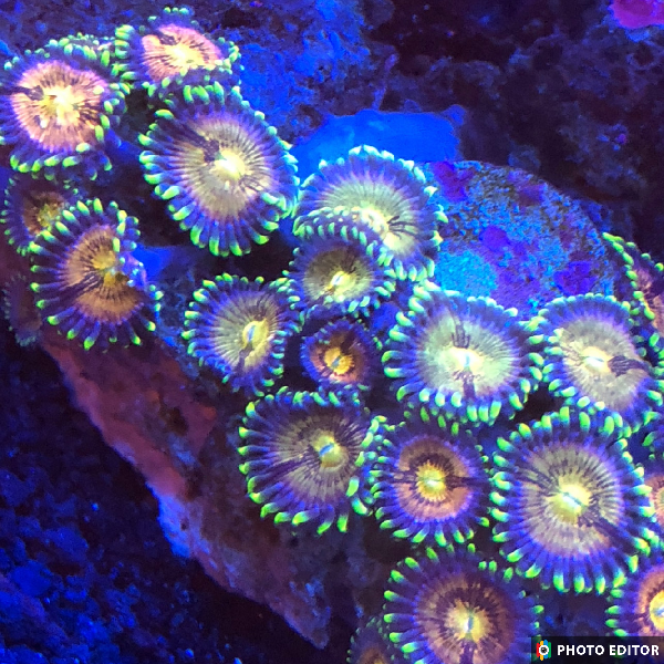Nirvana 4 Polyps
