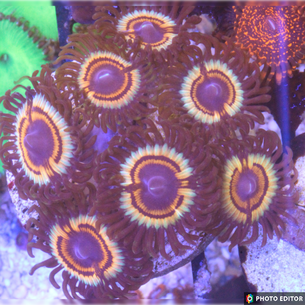 Vampires 2 Polyps