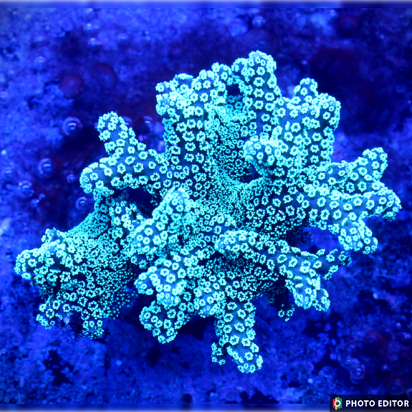 ORA Green Bird's Nest 1/2"