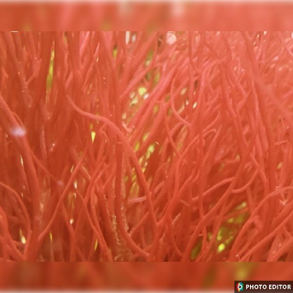 Red Ogo Gracilaria Macroalgae - Tennis Ball Size