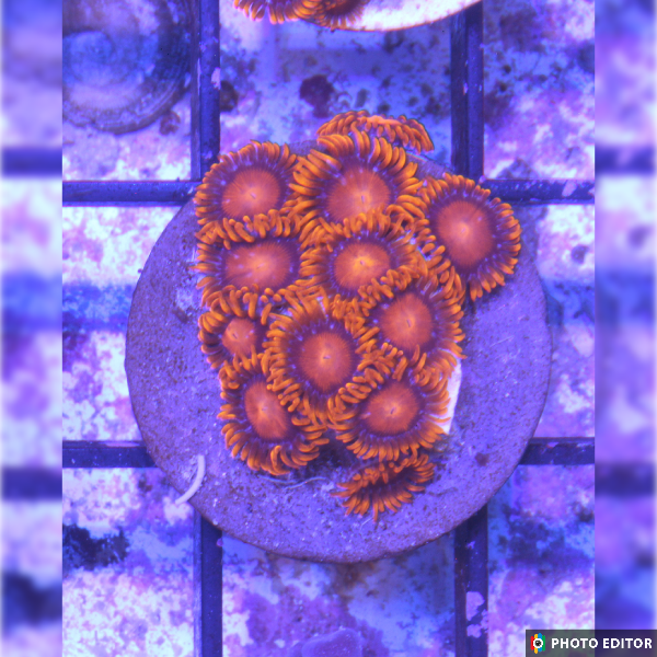 Orange Bam Bam 4 Polyps