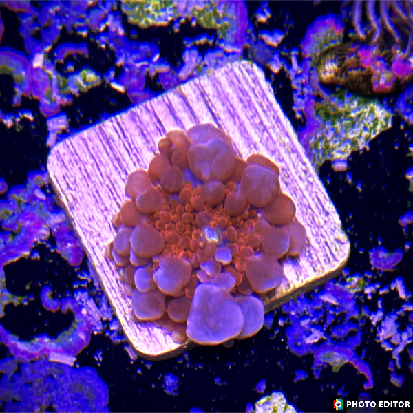 Orange Bounce Yuma Quarter Size