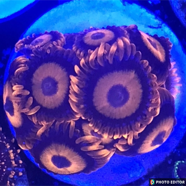 Orange Oxide Zoa 20 Polyps