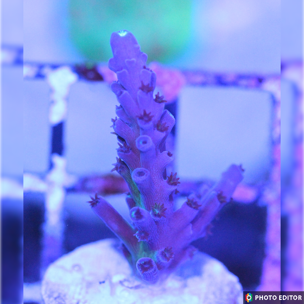 Oregon Blue Tort 3/4" (Ot)