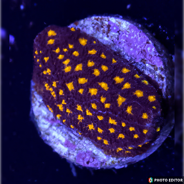 Outerspace Psammacora