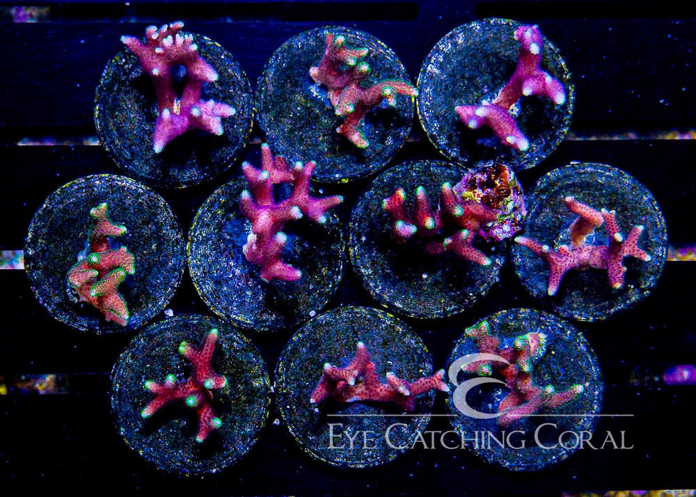 Pink Birdnest 1/2"