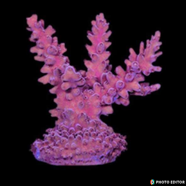 ORA Pink Blush Acro 1/2"