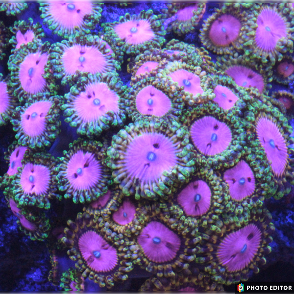 Pink Diamond 2 Polyps