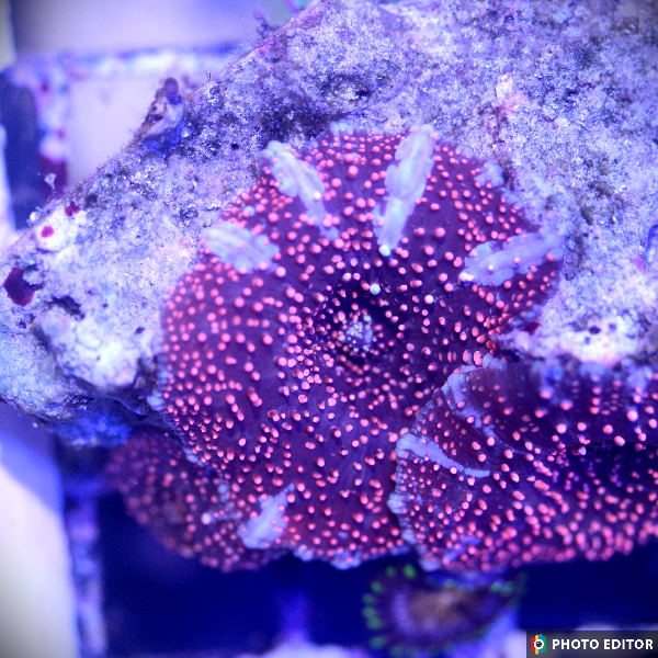 Pink Interstellar Mushroom Quarter Size