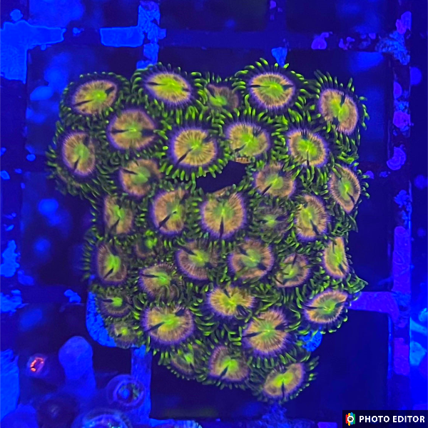 Pink Minefields 6 Polyps