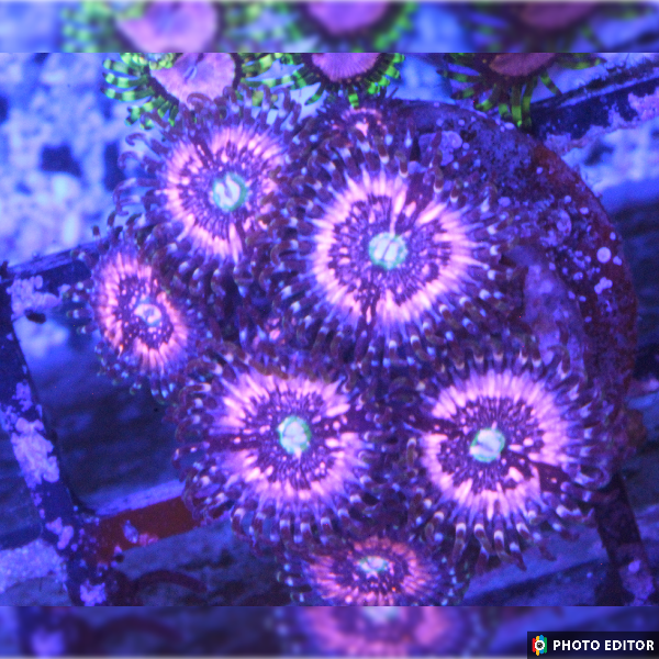 Pink Zipper 2 Polyps