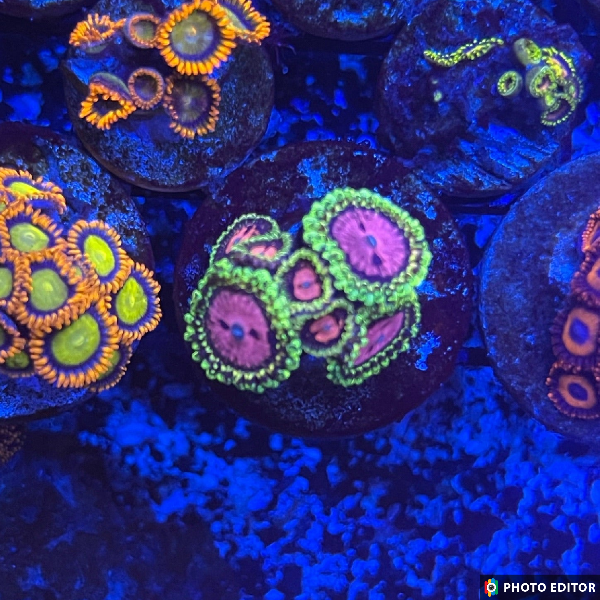 Pink Diamond (Designer)