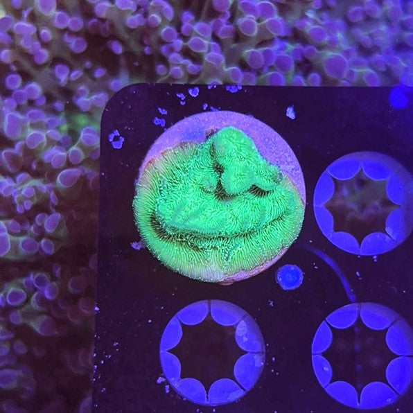 Poison Ivy Leptoseris XL