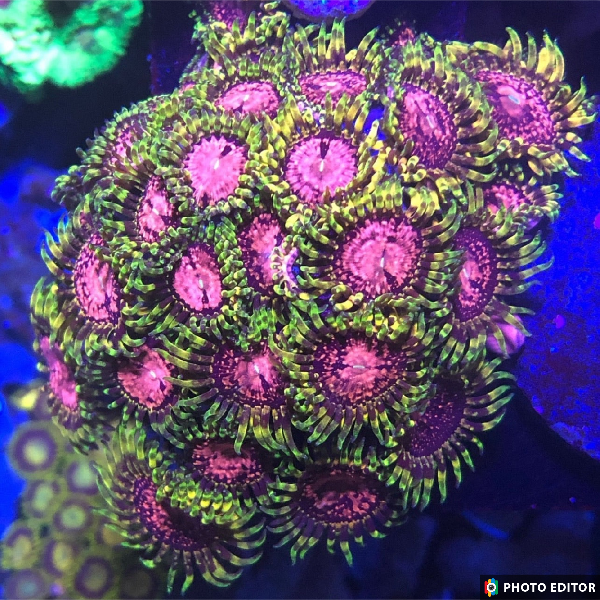 Promethazine (Designer)