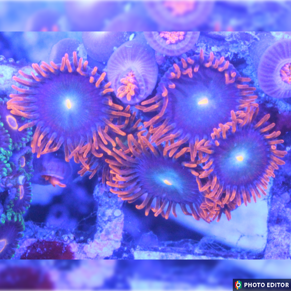 Punk Rocker 4 Polyps