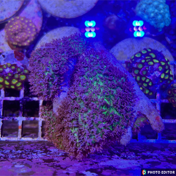 Purple Hairy Mushroom Quarter Size