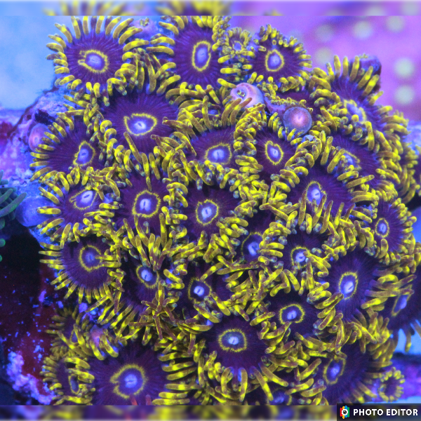 True Purple Hornets 6 Polyps