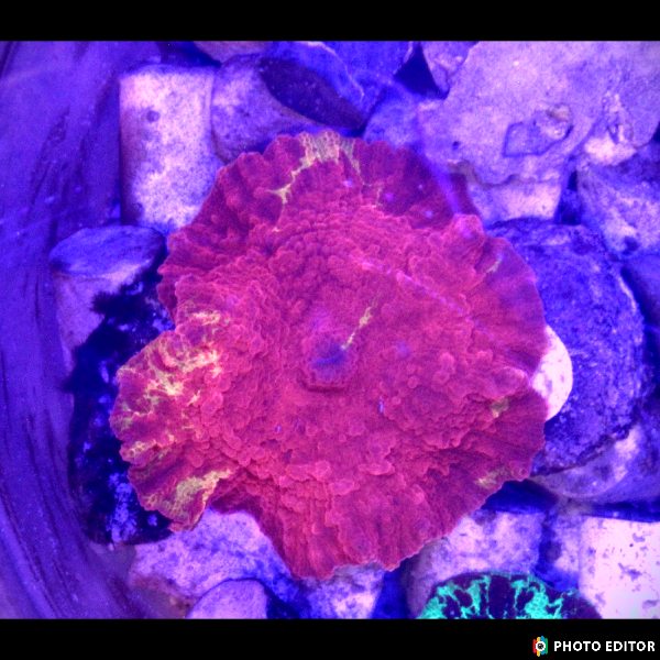 Purple Monster Jawbreaker Mushroom coral quarter size from TSM Aquatics showing vibrant purple and red pattern
Close up of Purple Monster Jawbreaker Mushroom coral displaying textured surface and vivid purple coloration
Designer Purple Monster Jawbreaker Mushroom coral mounted on frag plug ready for reef tank placement
Purple Monster Jawbreaker Mushroom coral glowing under blue reef aquarium lighting

Top view of Purple Monster Jawbreaker Mushroom coral highlighting rich purple and orange jawbreaker pattern