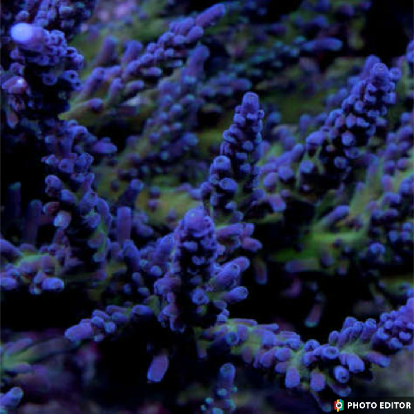 Purple Staghorn 1/2"